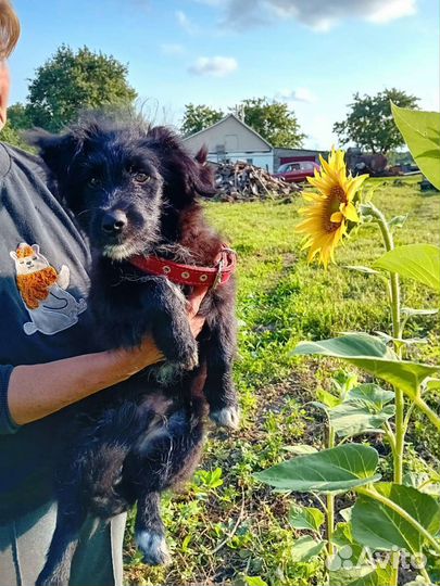 Щенок 4 месяца очень ждёт чтобы его заметили