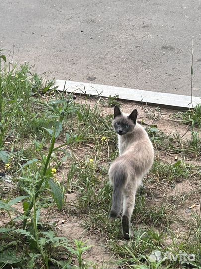Кошка в добрые руки