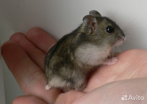 Джунгарский хомяк мальчики
