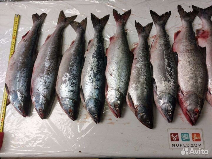 Горбуша вылов 2023, Камчатка, с доставкой на дом