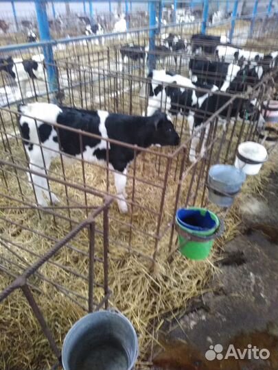 Бычки Телята