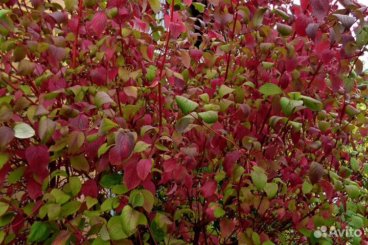 Дерен белый