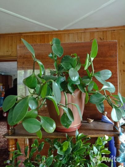 Комнатные растения цветы большие