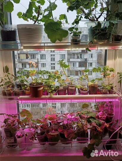 Фитосветильник для растений