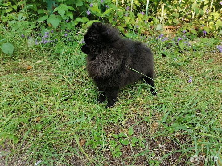 Шпиц 5 месяцев