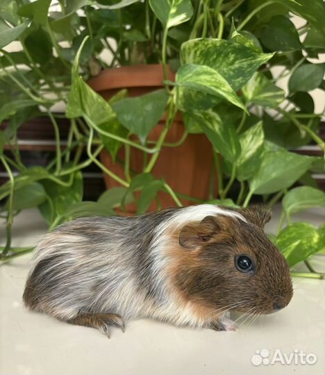 Гладкошерстные Морские свинки