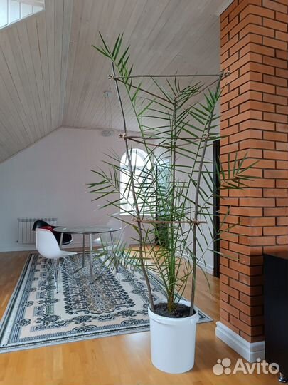 Пальма финиковая