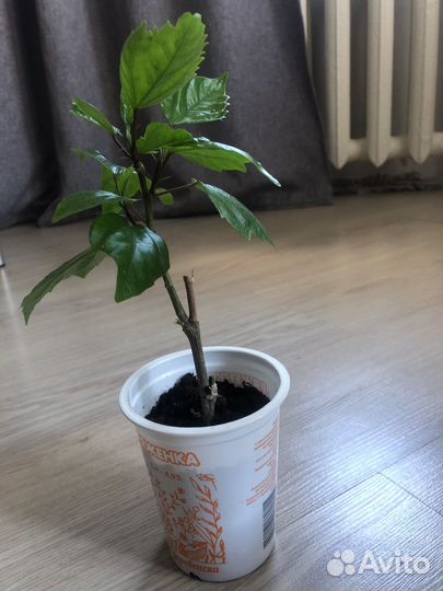 Гибискус китайская роза