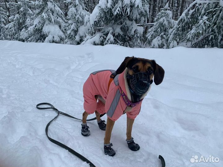 Домашние животные