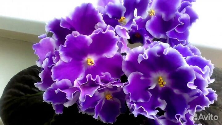 Стрептокарпусы, фиалки, оксалисы