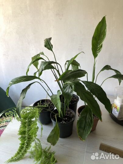 Спатифиллум, папоротник