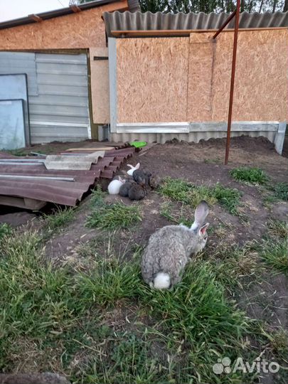 Кролики продажа