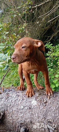 Питбультерьер