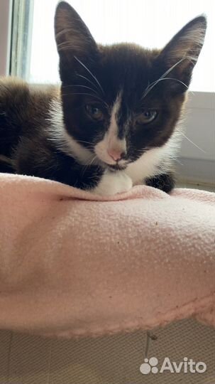 Котенок 3 месяца