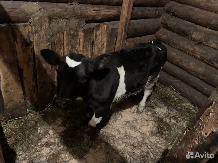 Телёнок бычок 2,5 месяца