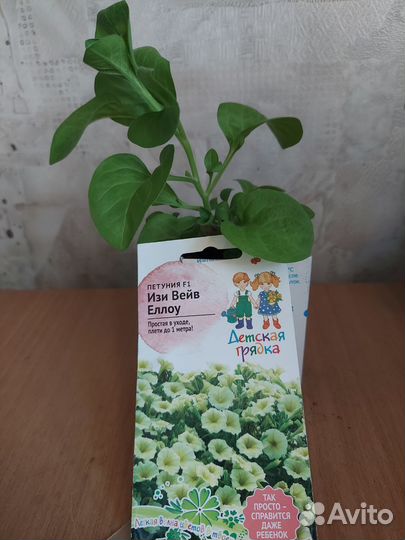 Рассада петуний серий Тайдал и Вейв