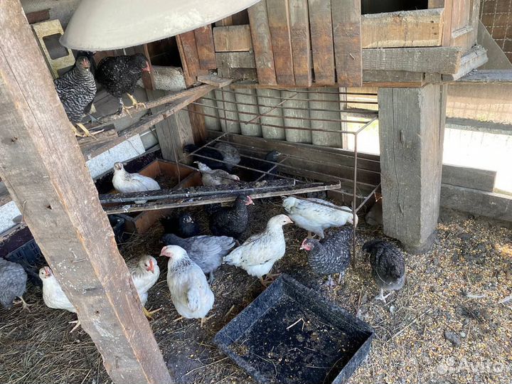 Куры молодки, несушки