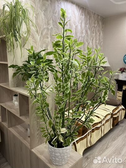 Педилантус