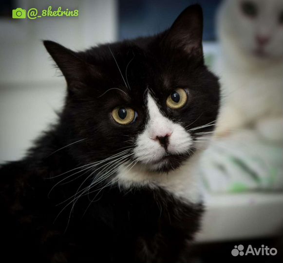 Кошки в добрые руки