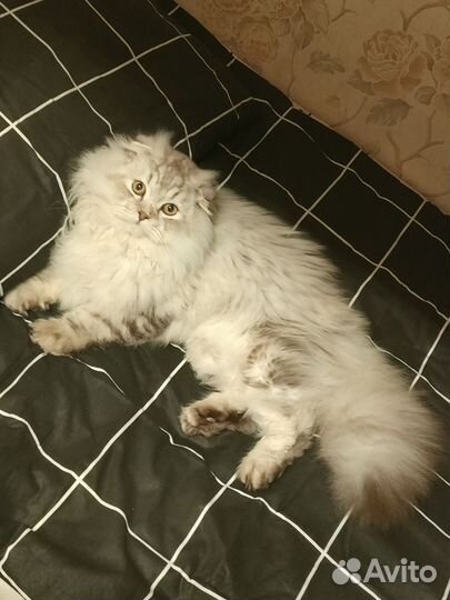 Шотландский кот вязка