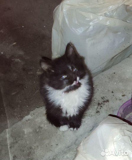 Котята из паркинга / Девочка - отличница