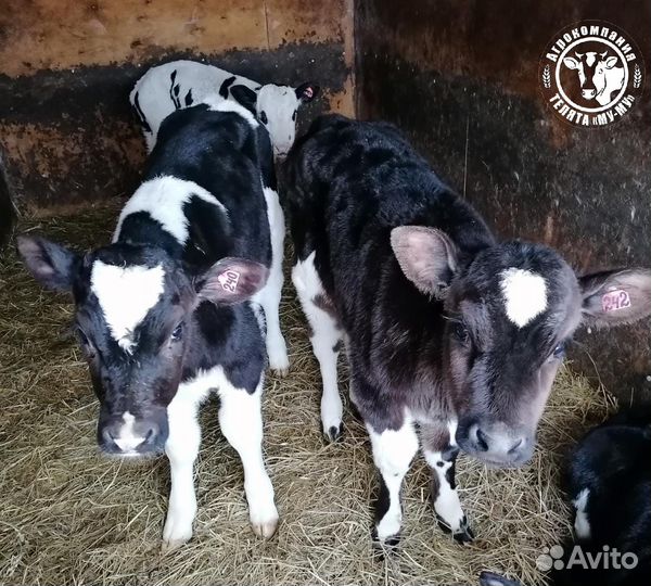 Телята бычки