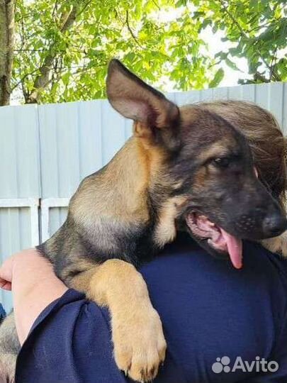 Восточно-европейская овчарка