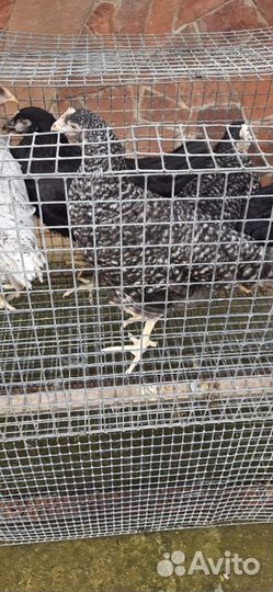 Курочка-молодка