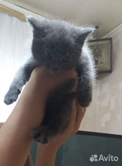 Кошка в дар