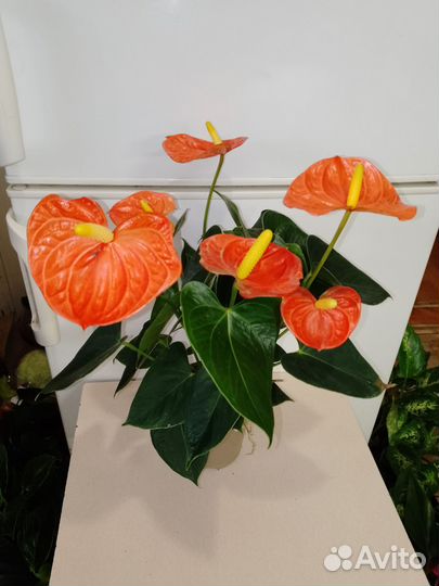 Антуриум модурал оранж