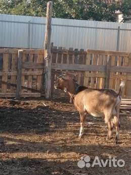 Козел на вязку