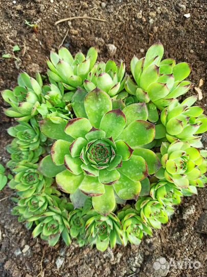 Каменная Роза или молодило