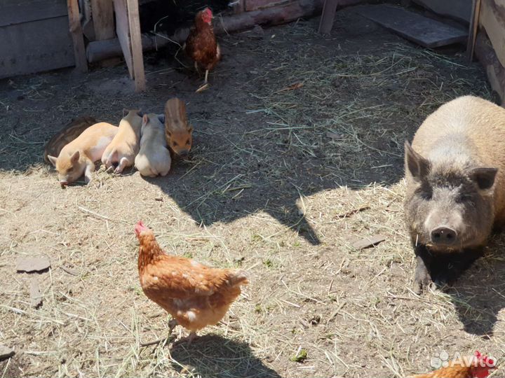 Поросята мангалица