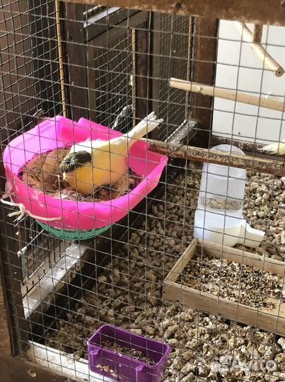 Продам канарееек глостер
