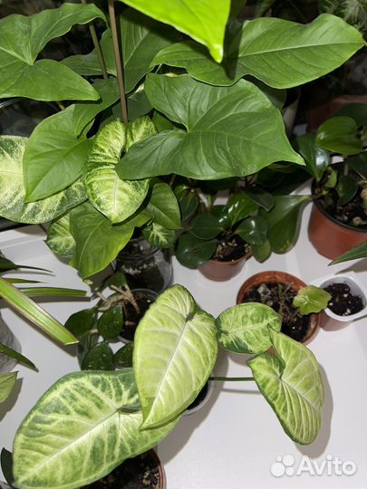 Комнатные растения