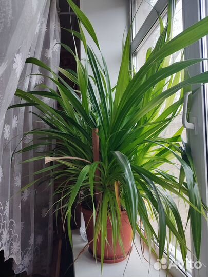 Панданус Вейча, винтовая пальма