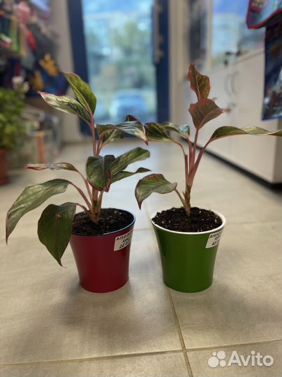 Аглаонема крит