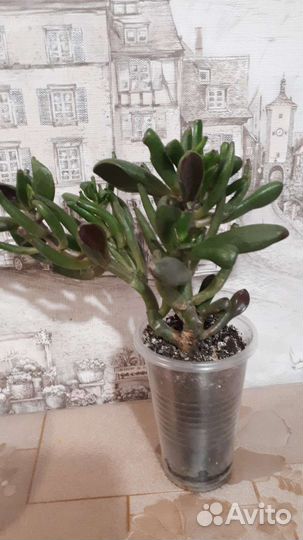 Толстянка Хоббит, каланхоэ Тирсифлора