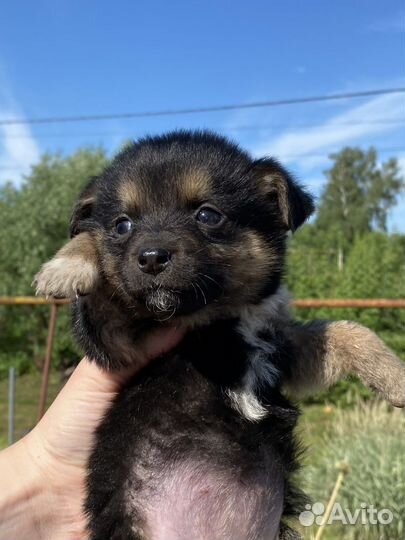Щенок в добрые руки бесплатно маленькая порода