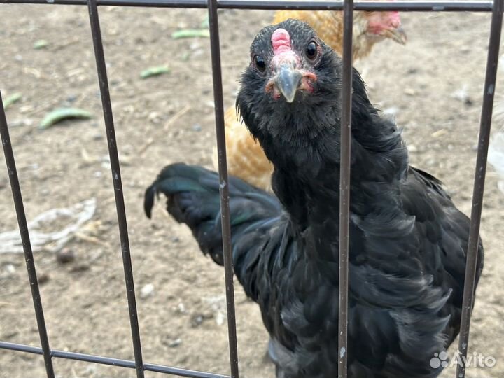 Куры петухи