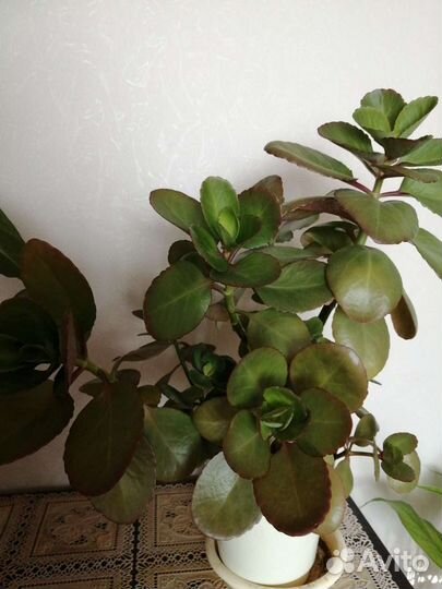 Комнатные цветы