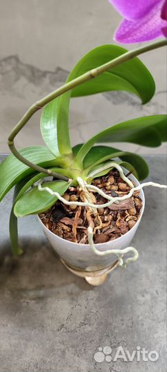 Орхидея фаленопсис обмен