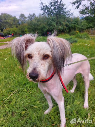 Маленькая средняя собака в добрые руки