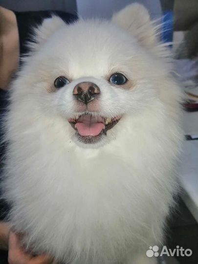 Передержка животных