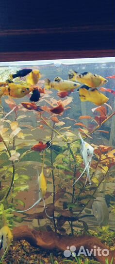 Моллинезия желтая