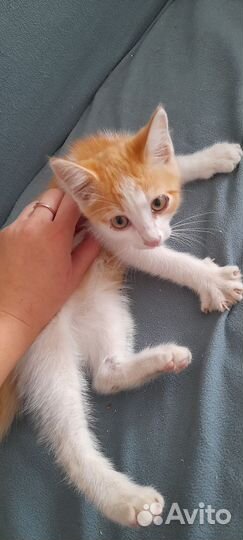 Отдам в добрые руки мальчик котенок