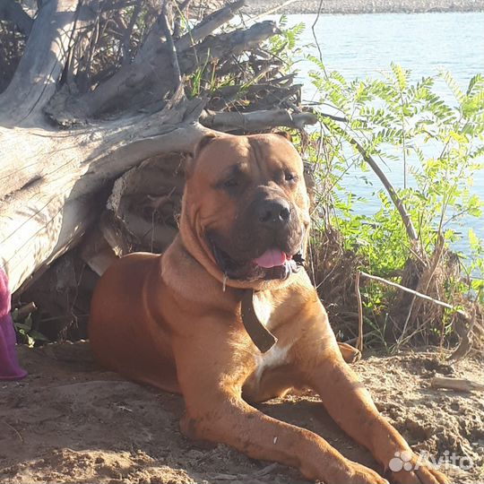 Канарский дог Вязка