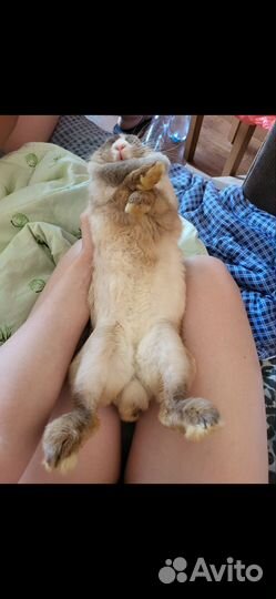 Декоративные кролики