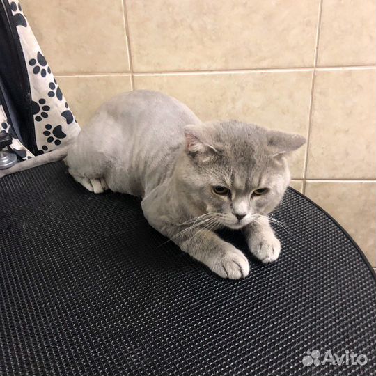 Стрижка собак и кошек, профессионально и быстро