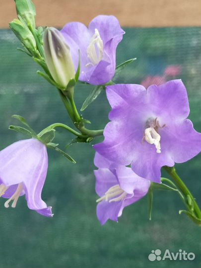 Колокольчик